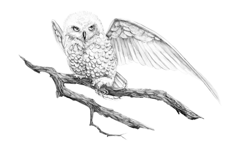Glaycyr Falzb owl illustration