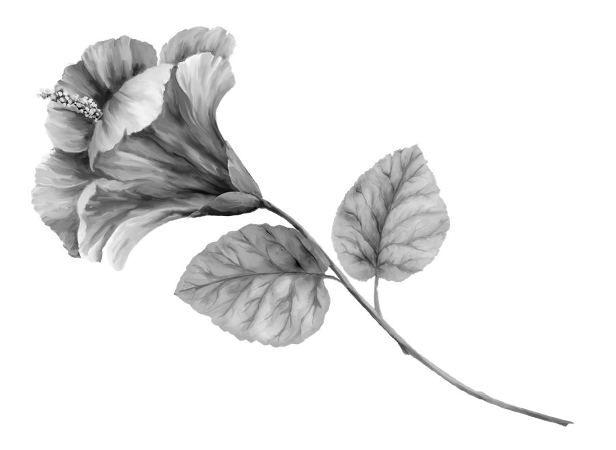 Hybiscus flower illustration